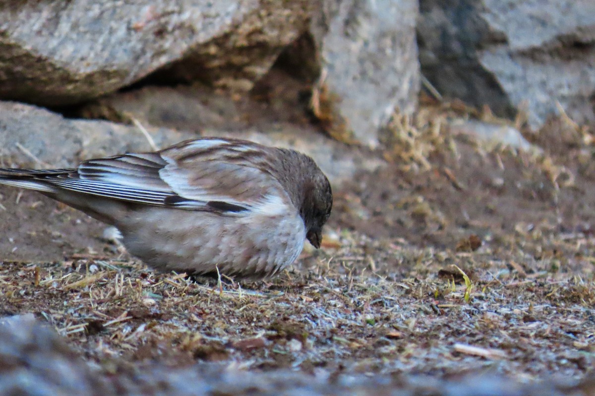 Black-headed Mountain Finch - ML617263735