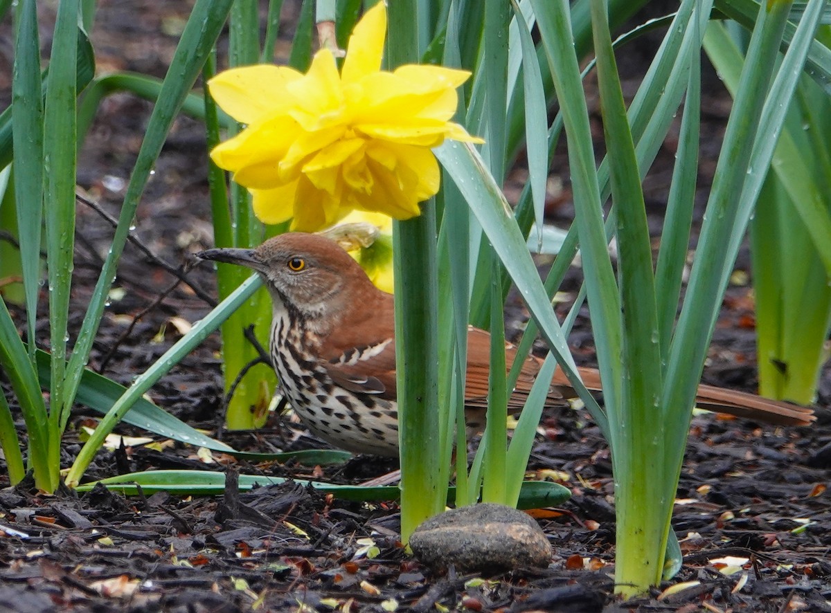 Brown Thrasher - ML617263746