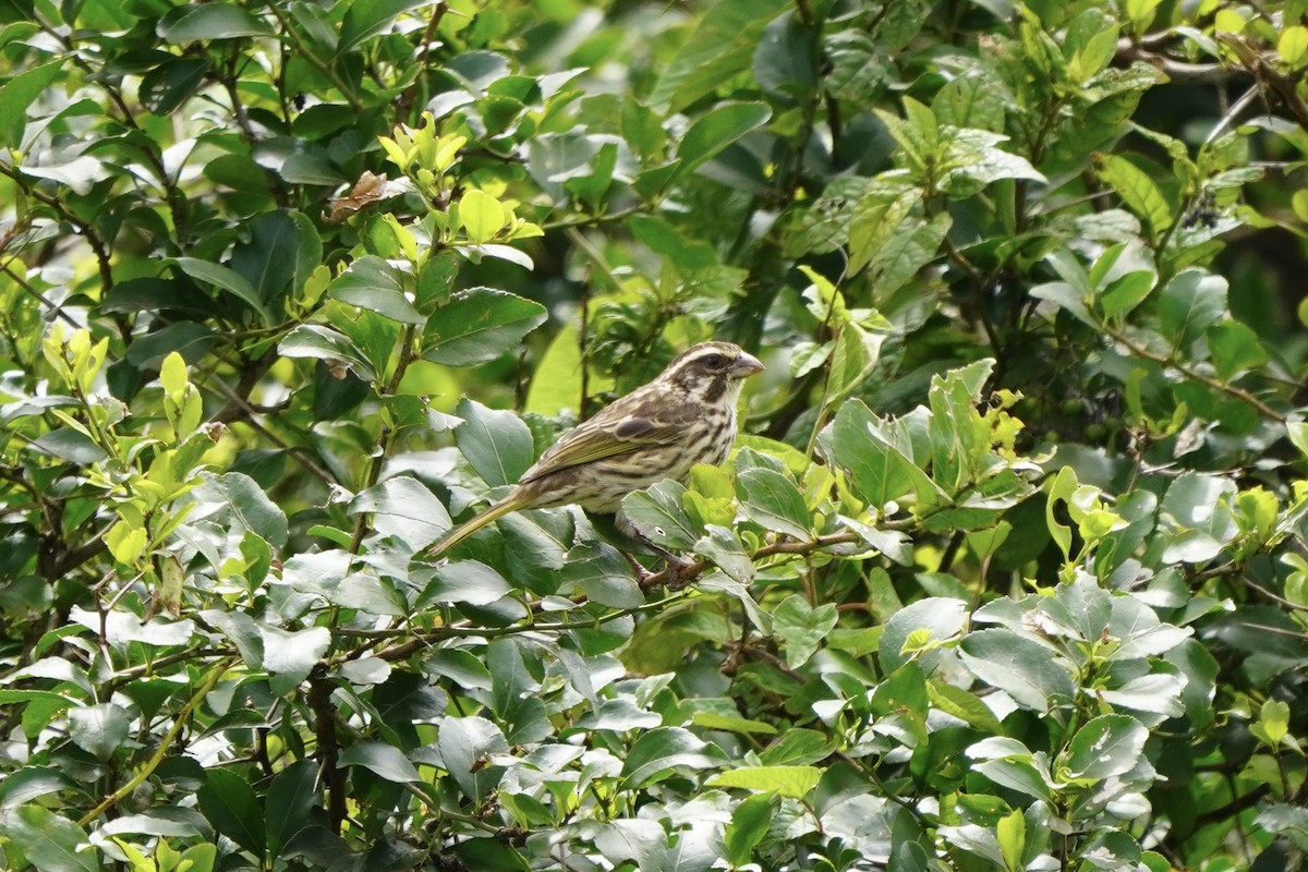 Streaky Seedeater - ML617263777