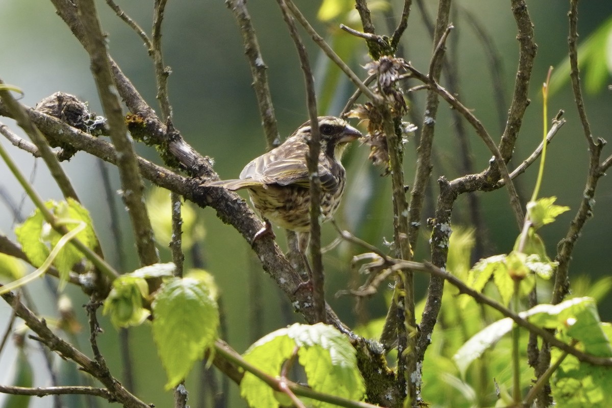 Streaky Seedeater - ML617263778