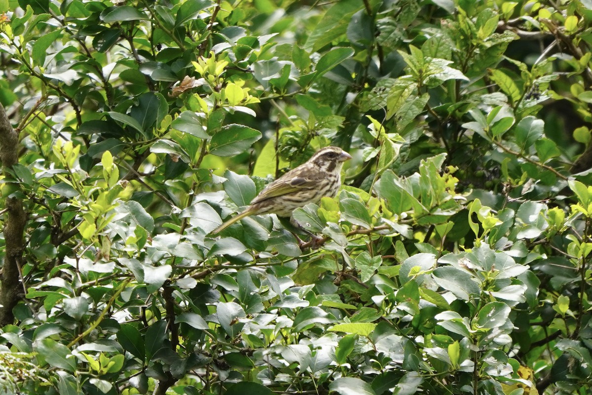 Streaky Seedeater - ML617263779