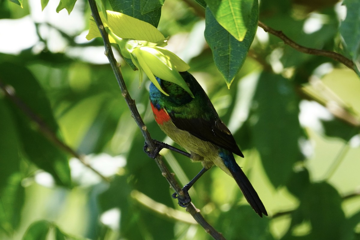 Eastern Double-collared Sunbird - ML617263789