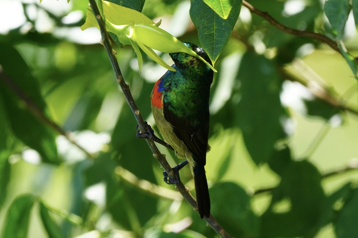 Eastern Double-collared Sunbird - ML617263790