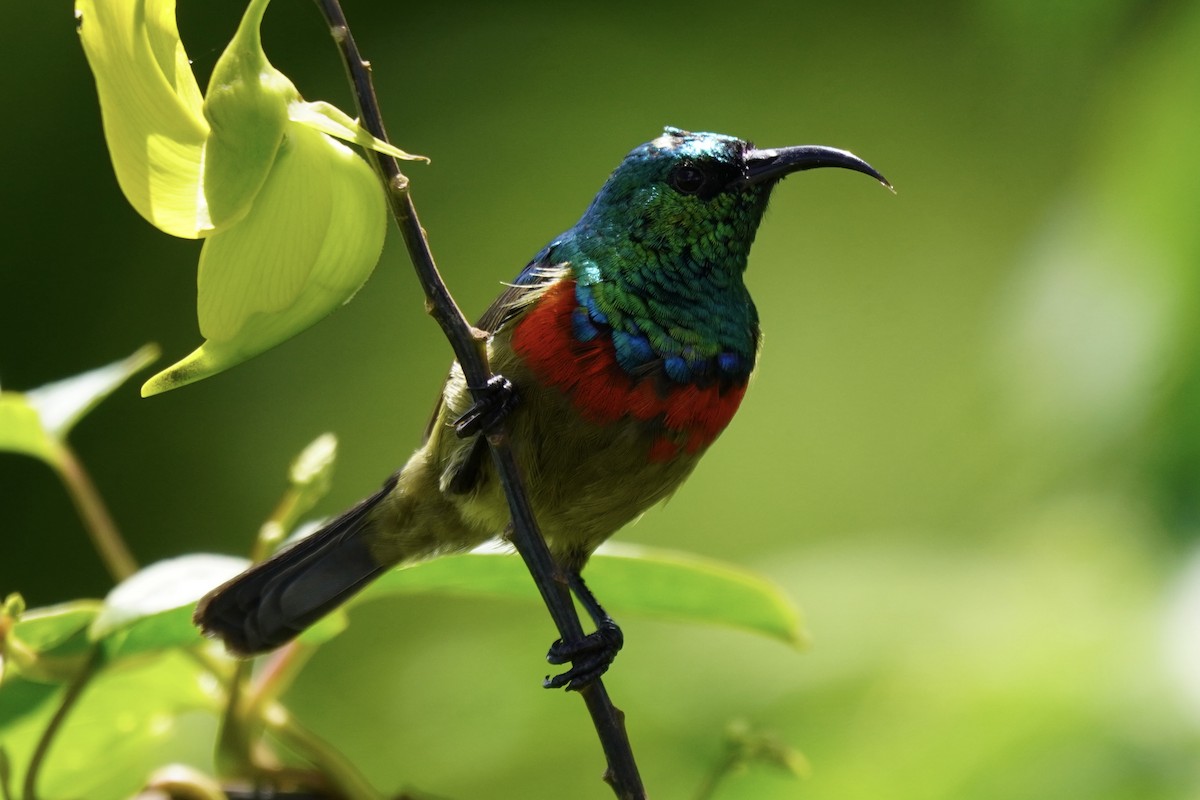 Eastern Double-collared Sunbird - ML617263792