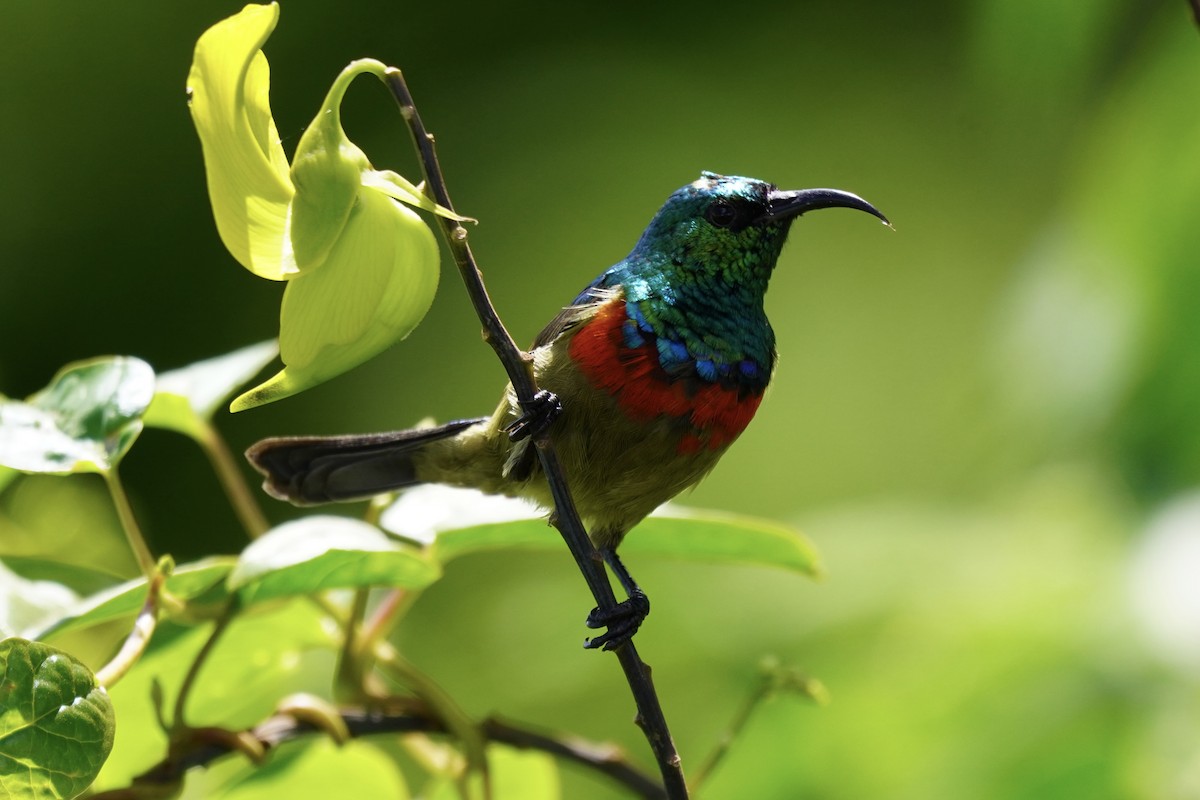 Eastern Double-collared Sunbird - ML617263793