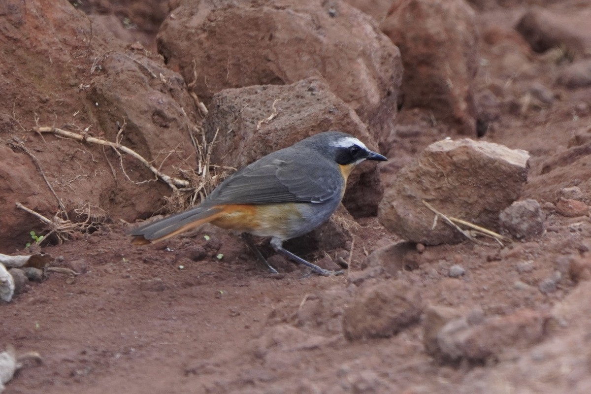 Cape Robin-Chat - ML617263797