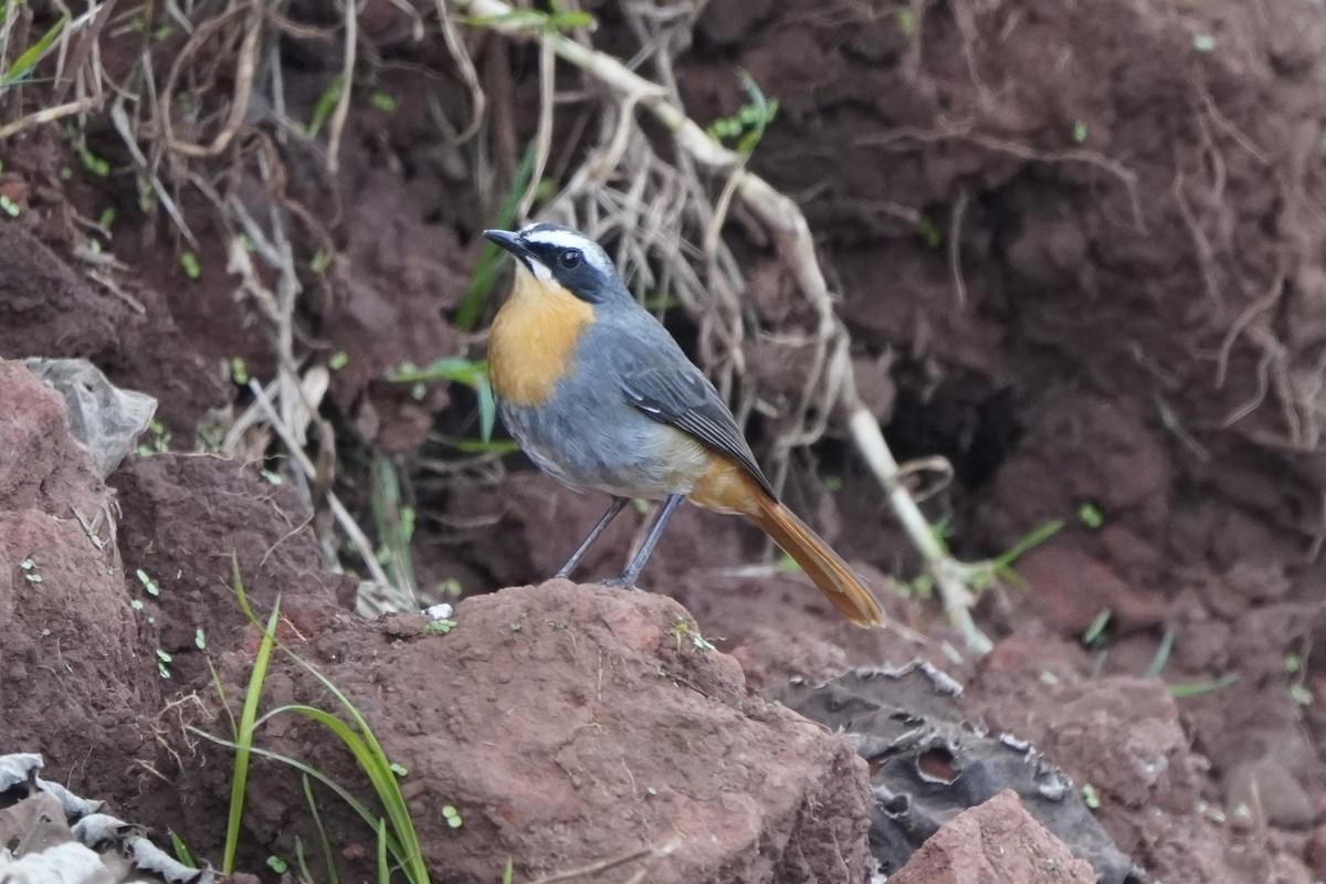 Cape Robin-Chat - ML617263798