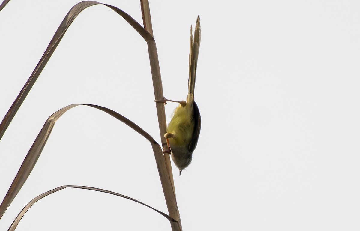 Prinia Ventriamarilla - ML617263820