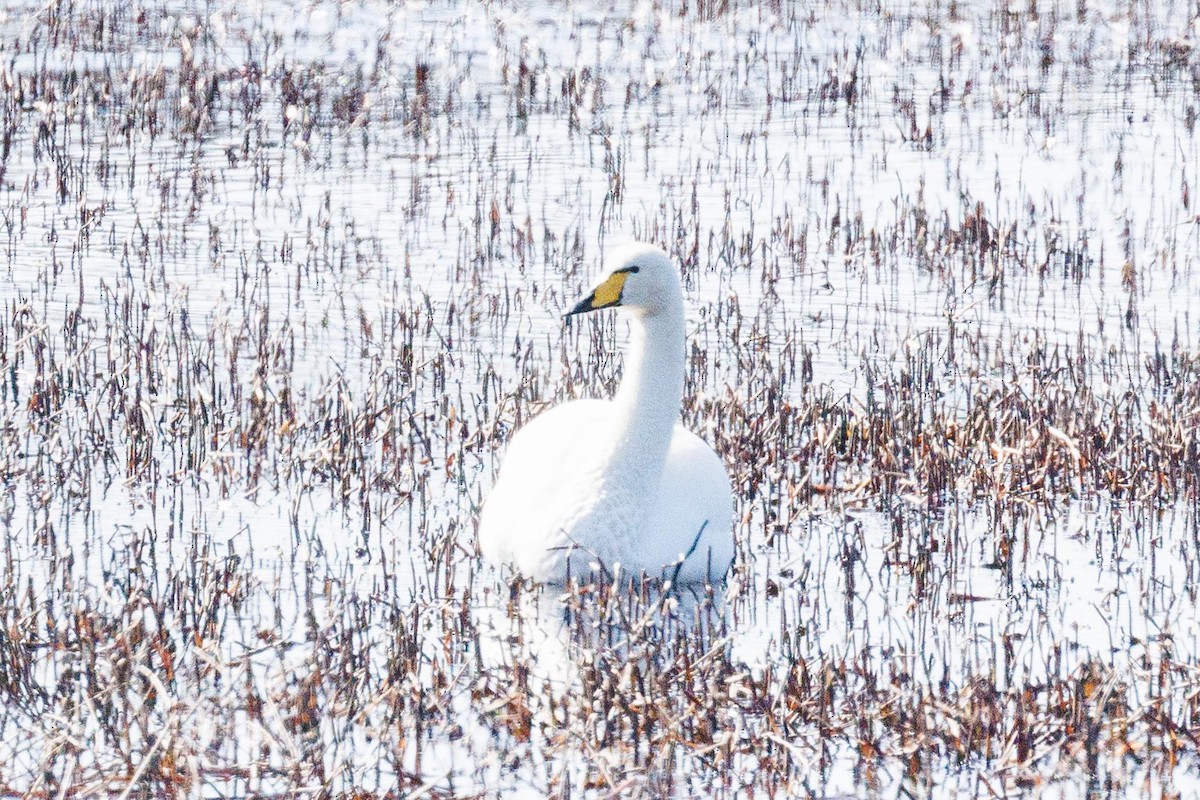 Whooper Swan - ML617263838