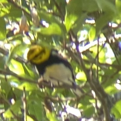 Black-throated Green Warbler - ML617263845