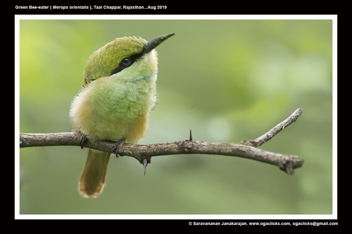 Asian Green Bee-eater - Saravanan Janakarajan