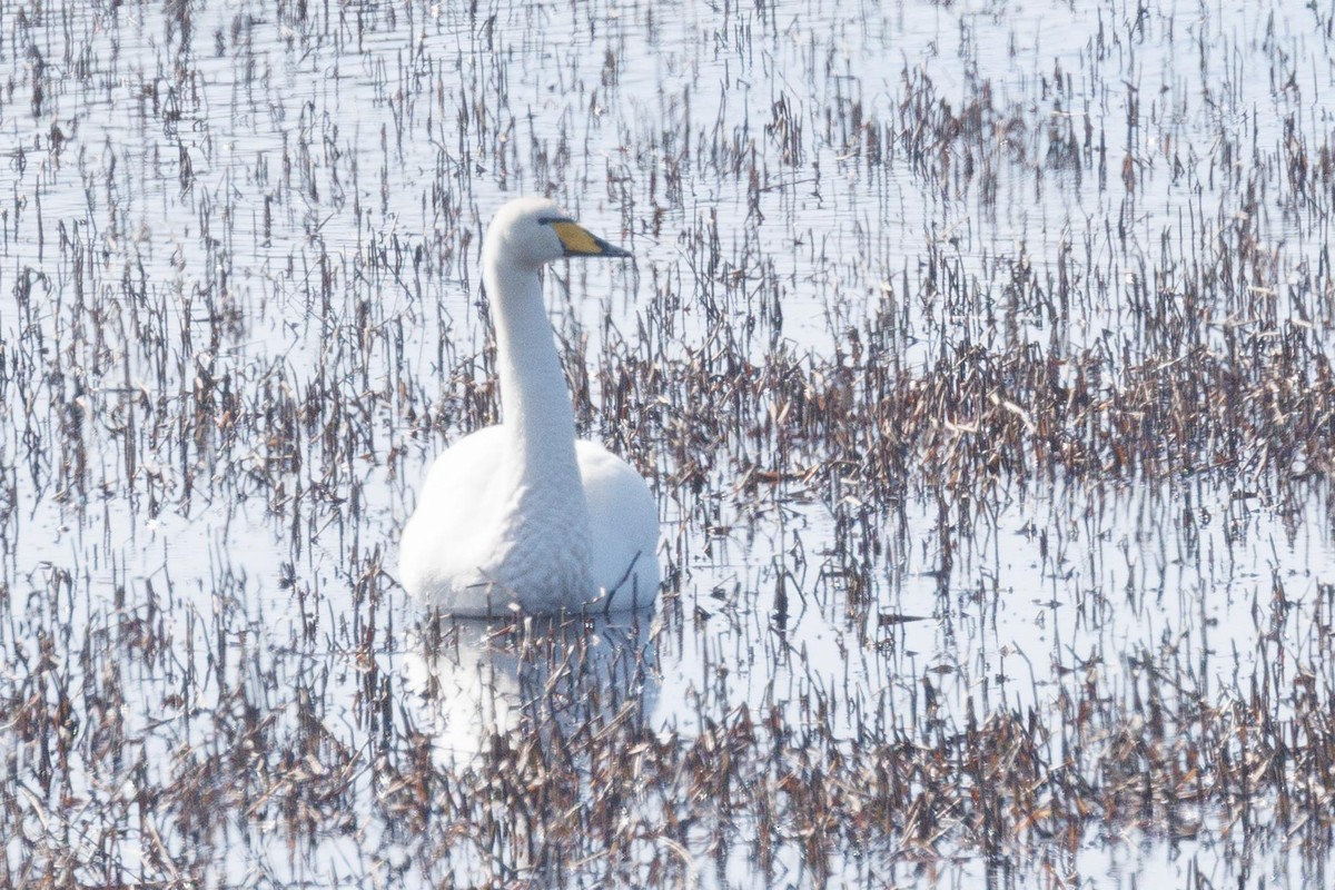 Whooper Swan - ML617263875