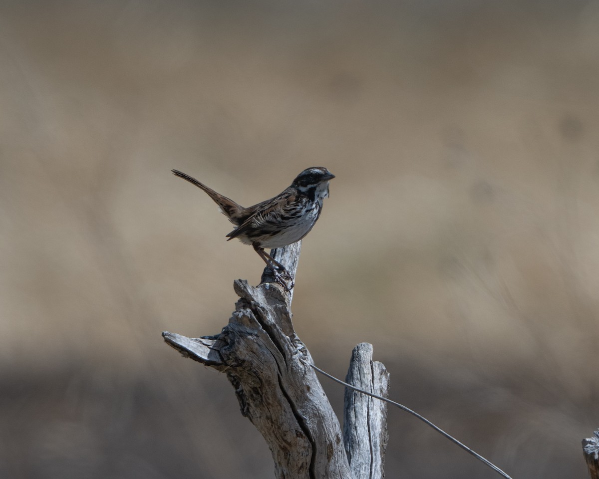 Song Sparrow (mexicana Group) - ML617263892