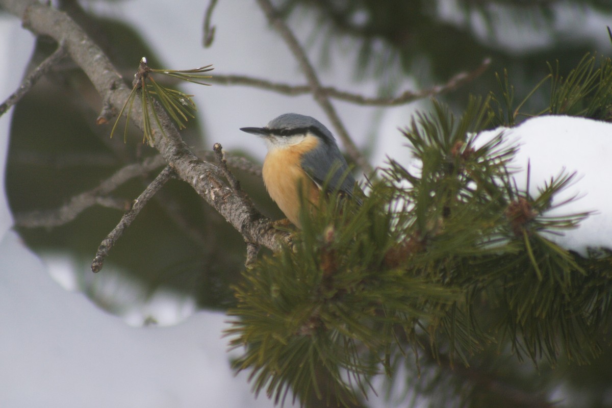 Eurasian Nuthatch - Max Chiari