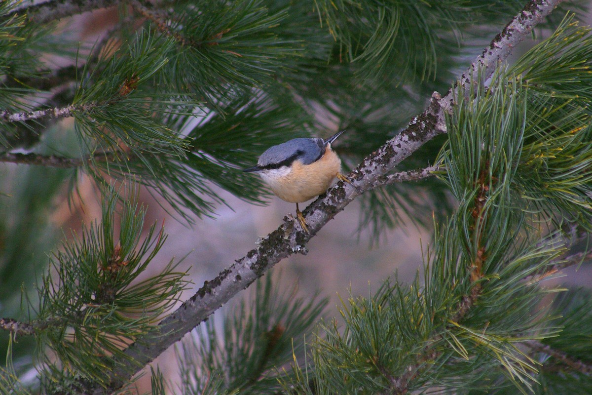 Eurasian Nuthatch - Max Chiari