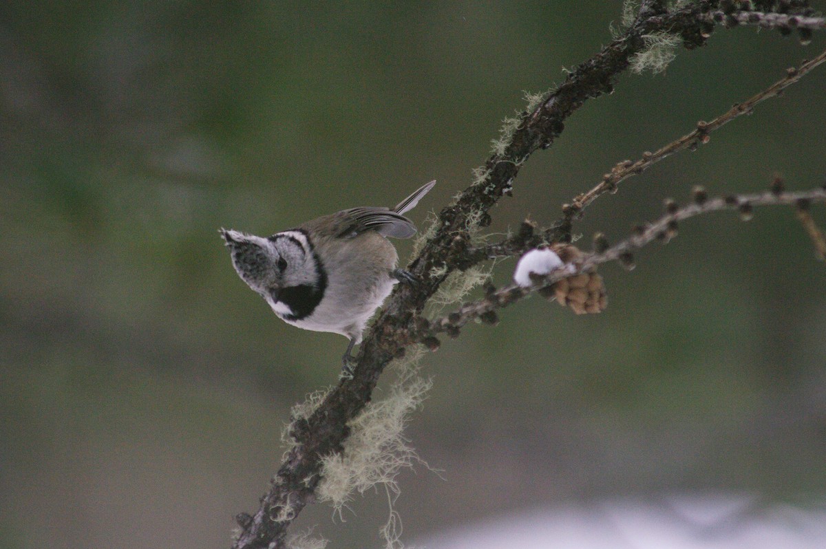 Eurasian Nuthatch - Max Chiari