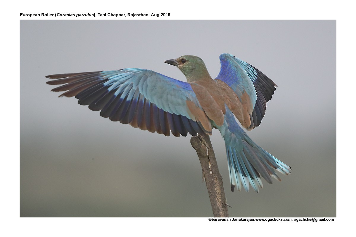 European Roller - ML617263948