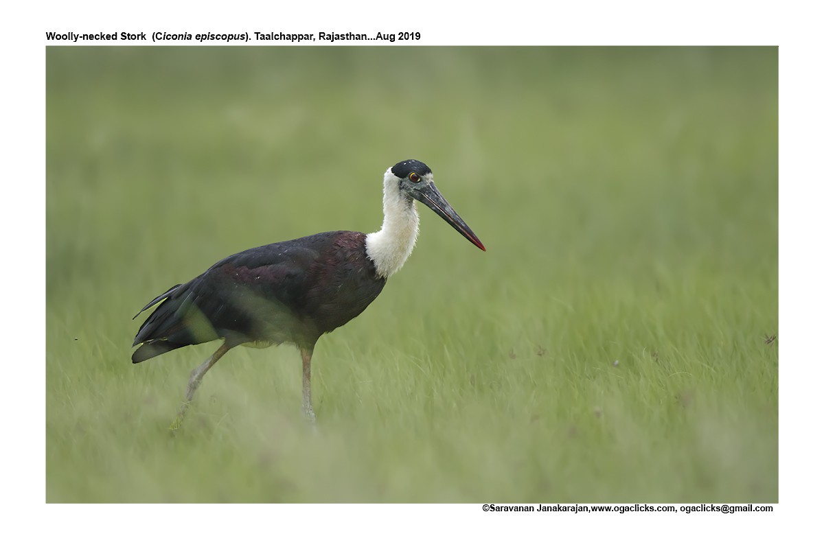 Asian Woolly-necked Stork - Saravanan Janakarajan