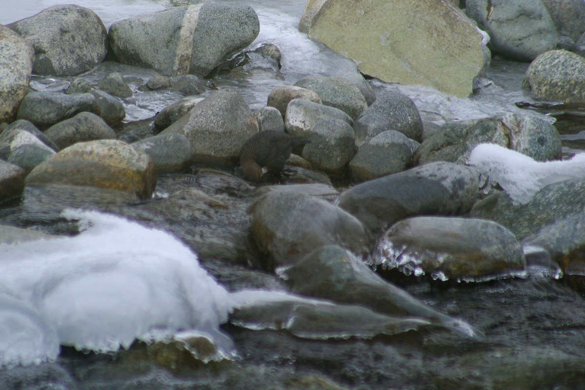 White-throated Dipper - Max Chiari