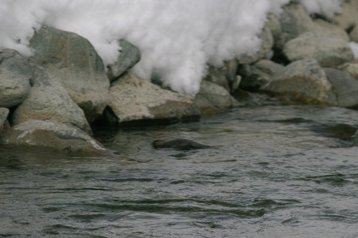 White-throated Dipper - Max Chiari