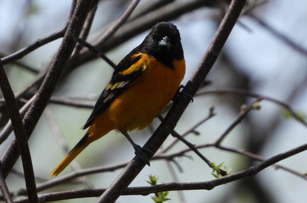 Baltimore Oriole - ML617263996