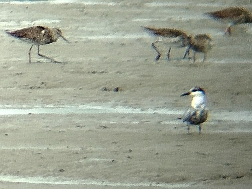 Whiskered Tern - ML617264007