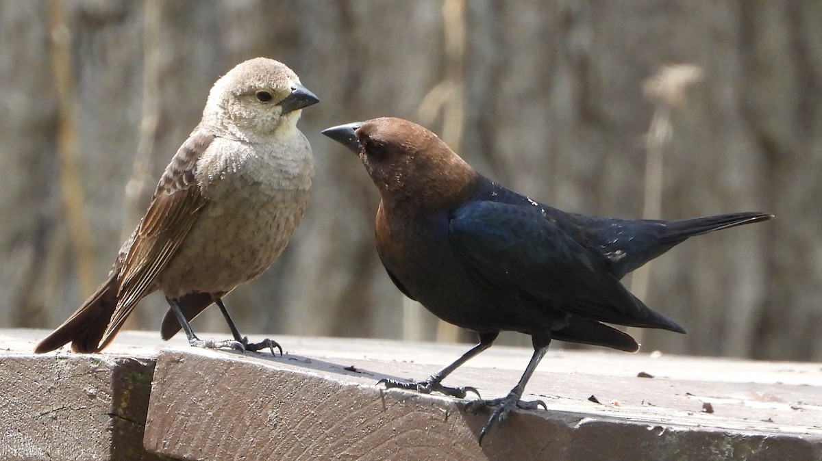 Brown-headed Cowbird - ML617264025