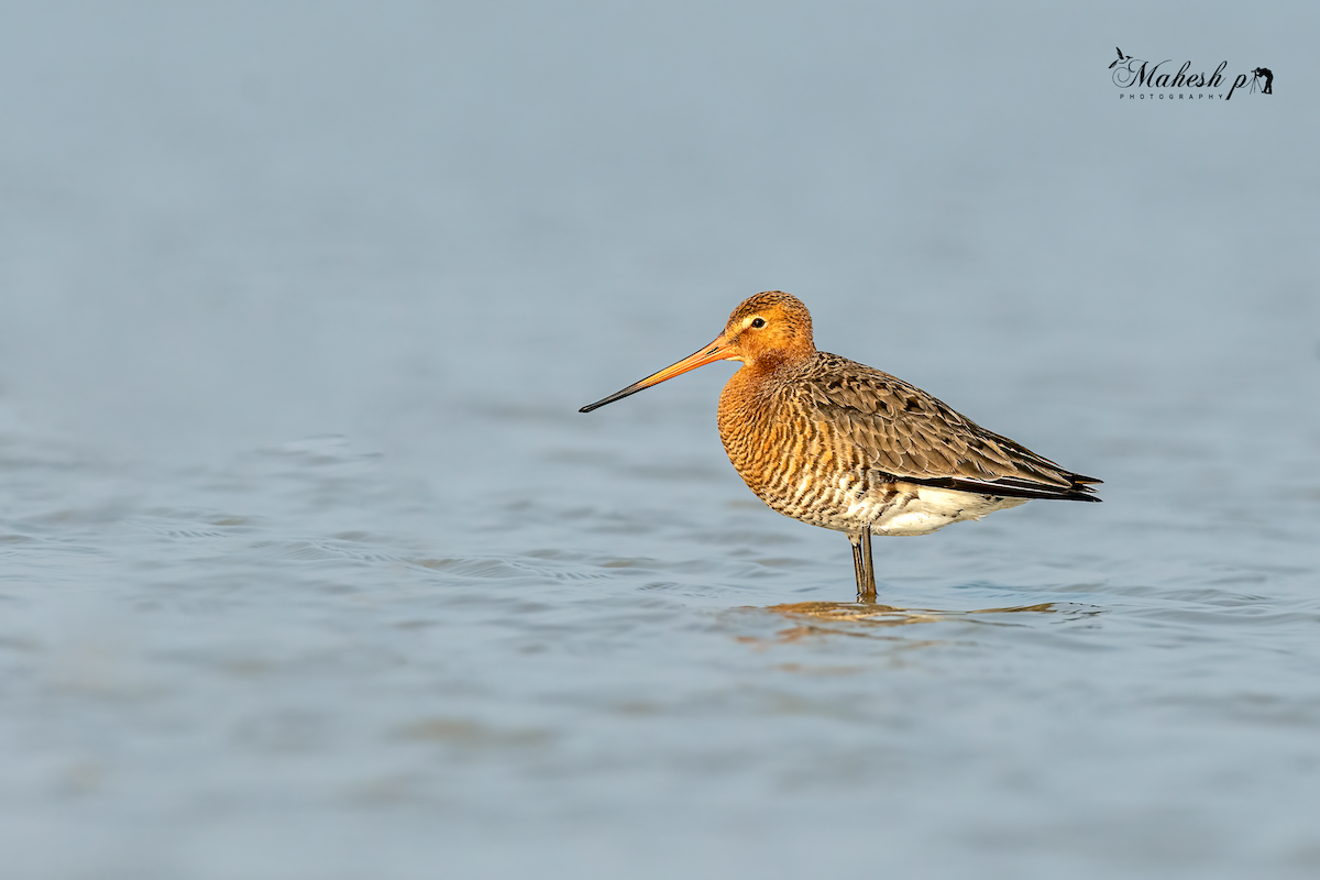 Black-tailed Godwit - Mahesh P