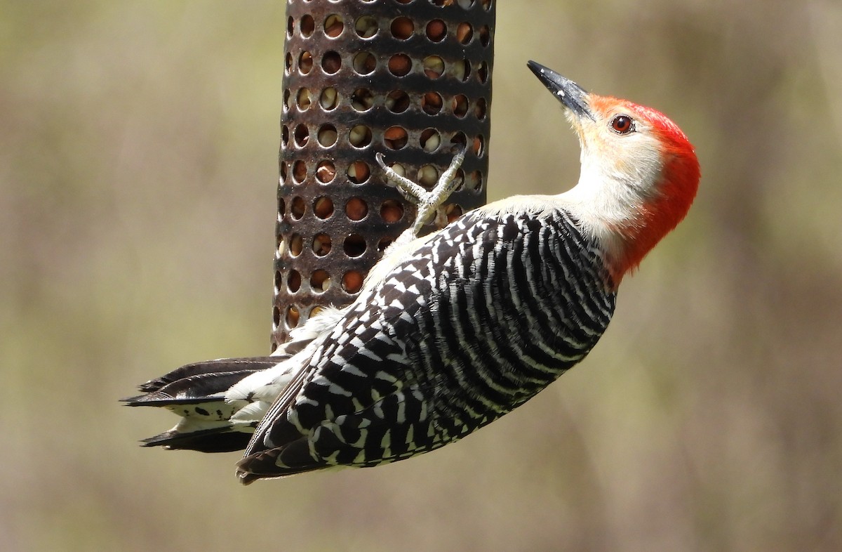 Red-bellied Woodpecker - ML617264045