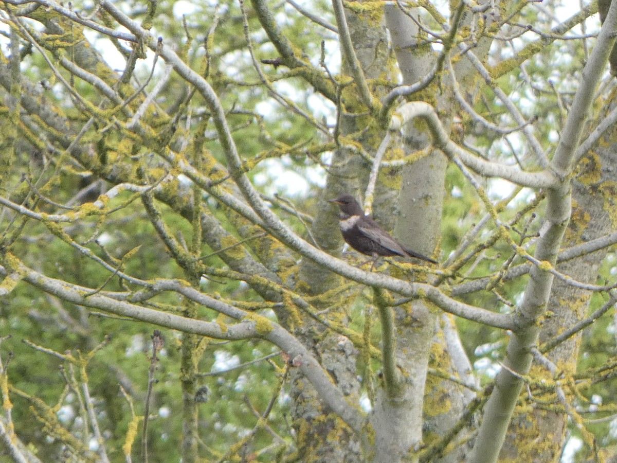 Ring Ouzel - ML617264050