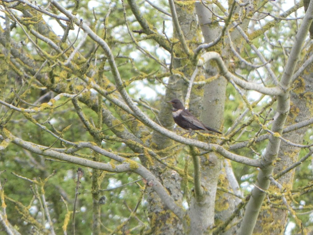 Ring Ouzel - Chris Gibbs