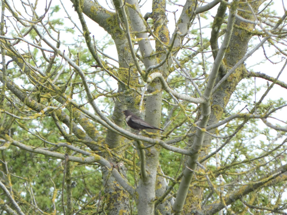 Ring Ouzel - Chris Gibbs