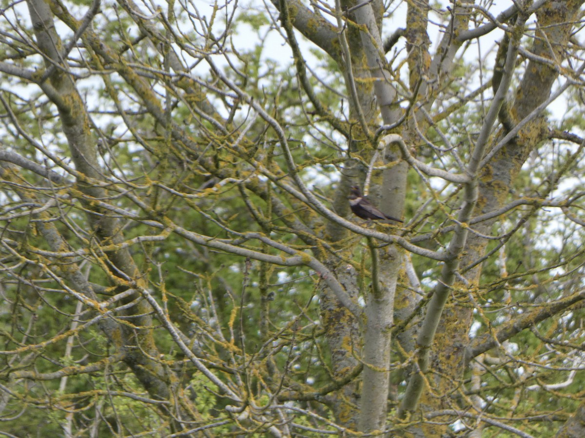 Ring Ouzel - ML617264052