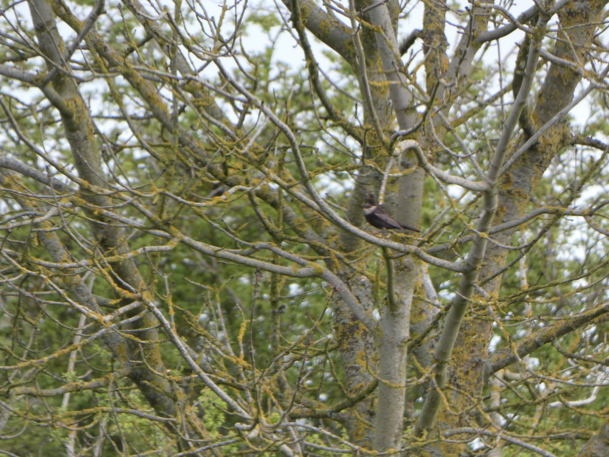 Ring Ouzel - Chris Gibbs