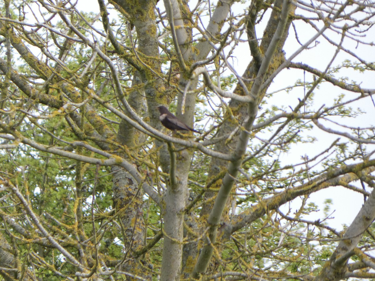 Ring Ouzel - ML617264053