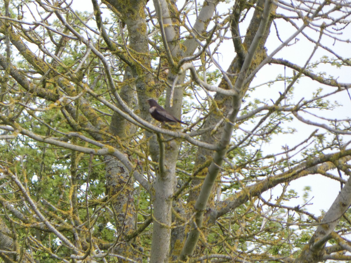 Ring Ouzel - Chris Gibbs