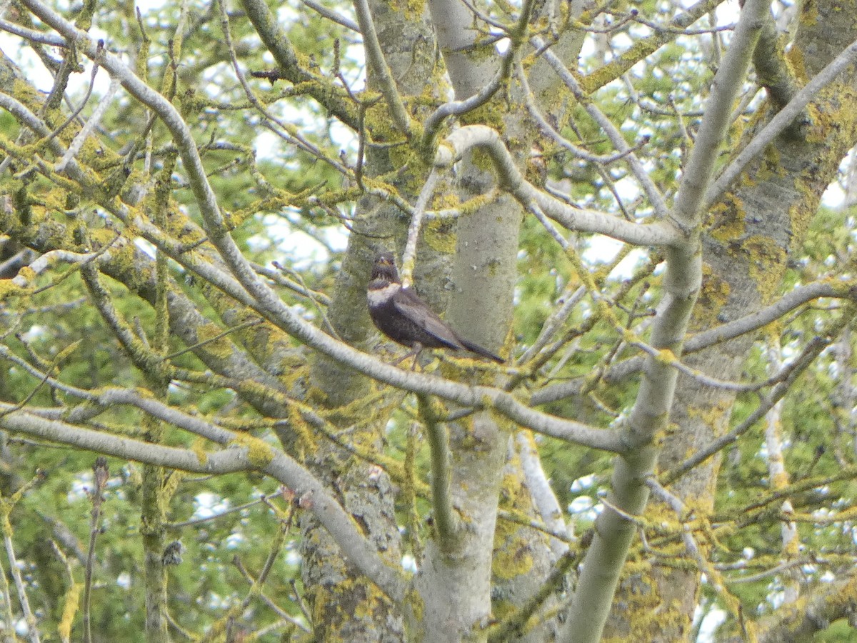 Ring Ouzel - ML617264054
