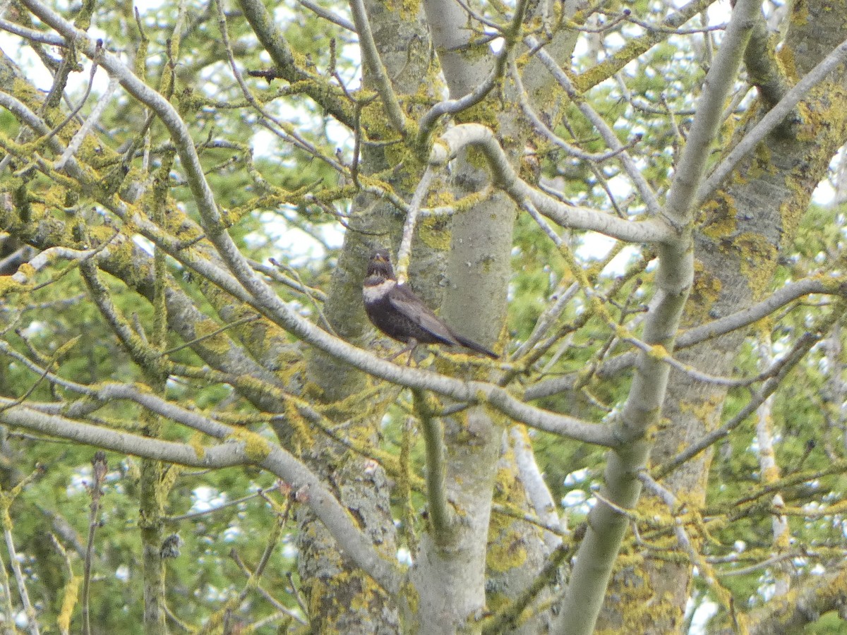 Ring Ouzel - Chris Gibbs