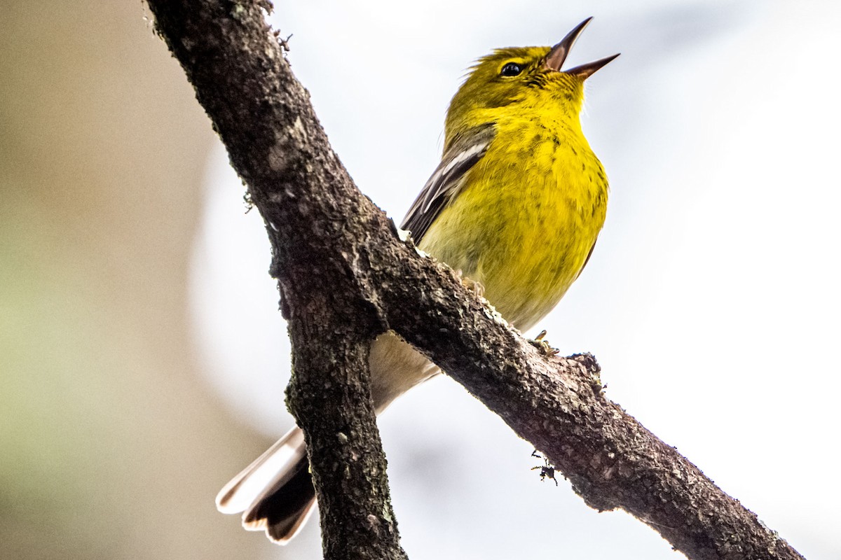 Pine Warbler - ML617264062