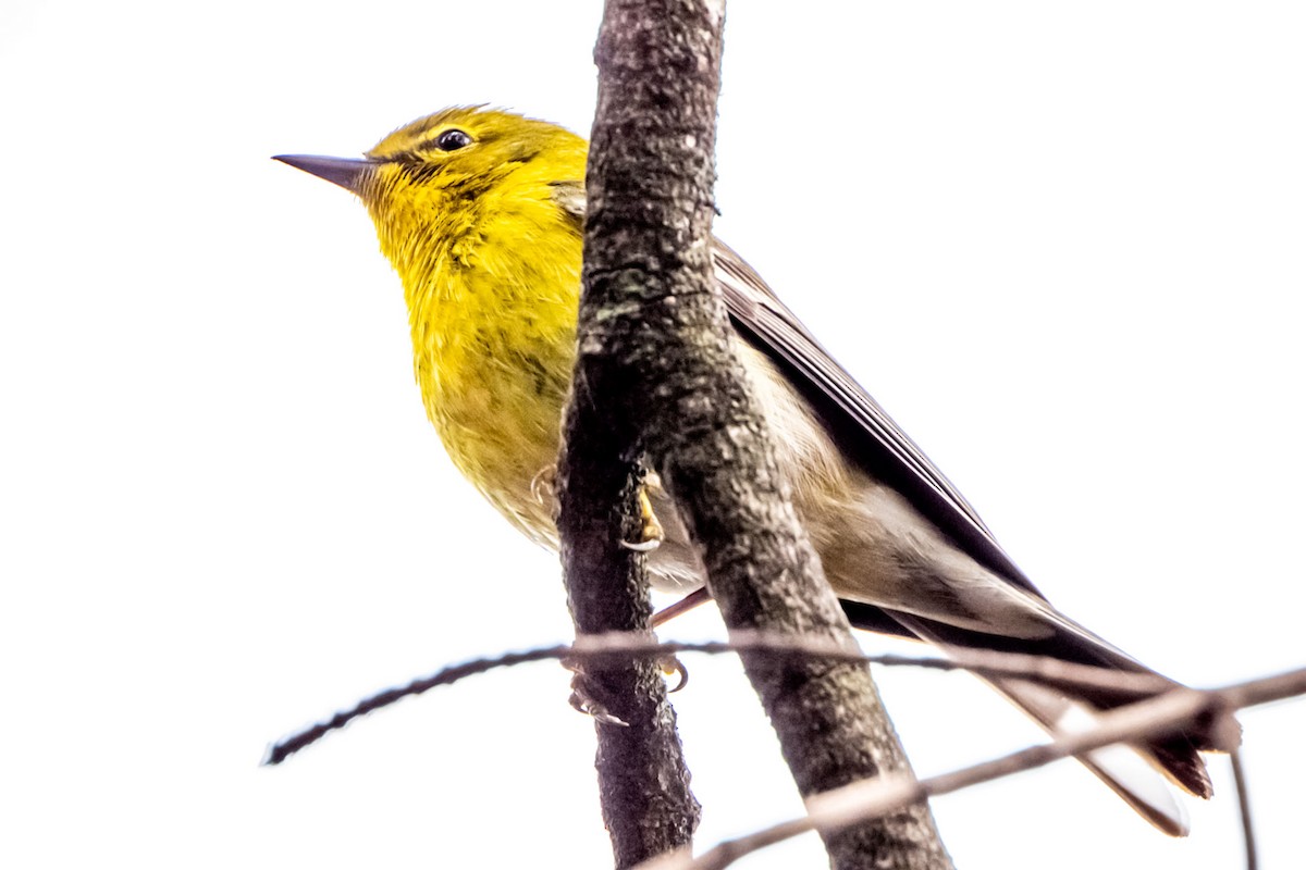 Pine Warbler - ML617264063