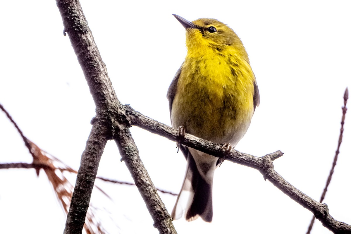 Pine Warbler - ML617264064