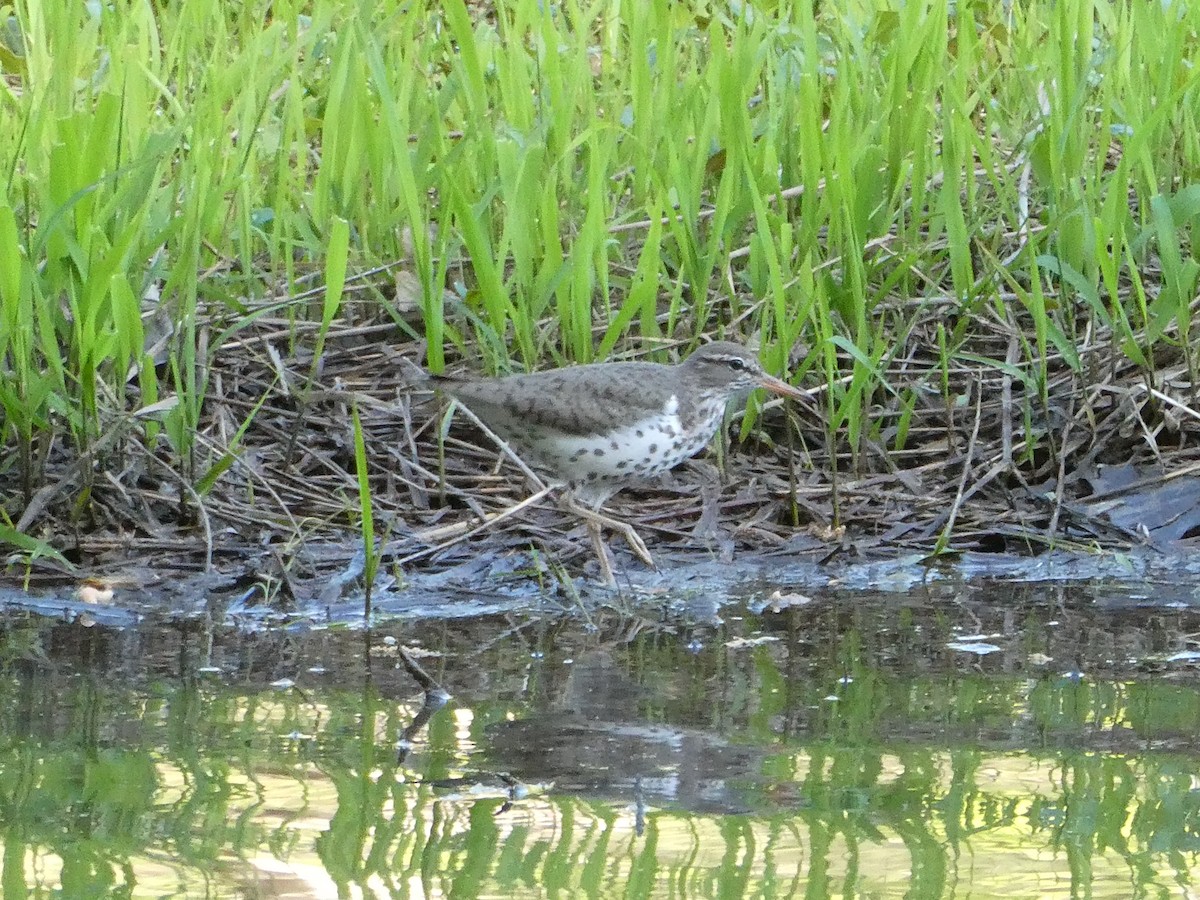 Spotted Sandpiper - ML617264068