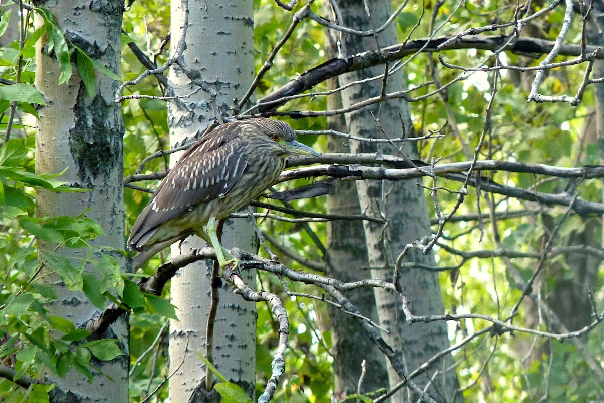 Black-crowned Night Heron - ML617264073