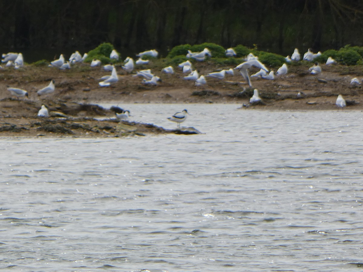 Pied Avocet - Chris Gibbs