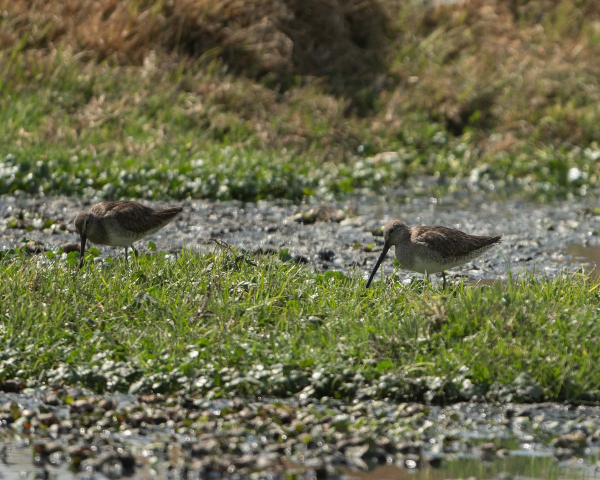 Long-billed Dowitcher - ML617264091