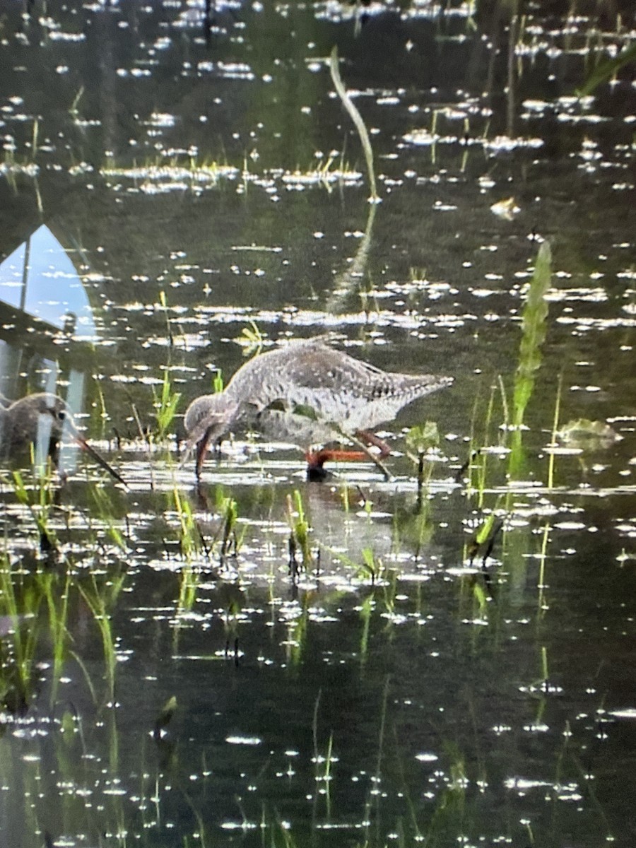 Spotted Redshank - ML617264094