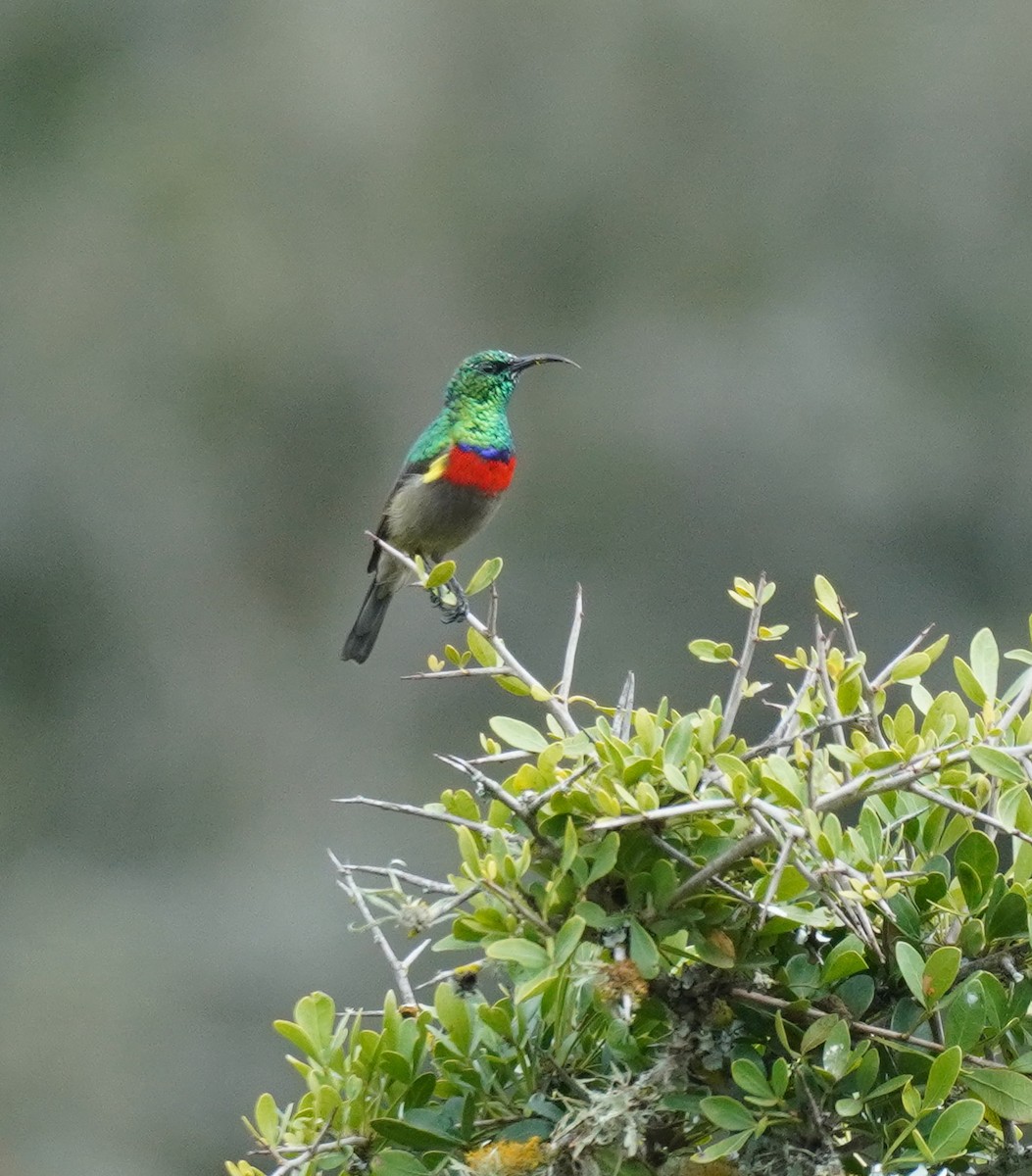 Greater Double-collared Sunbird - Sarah Foote