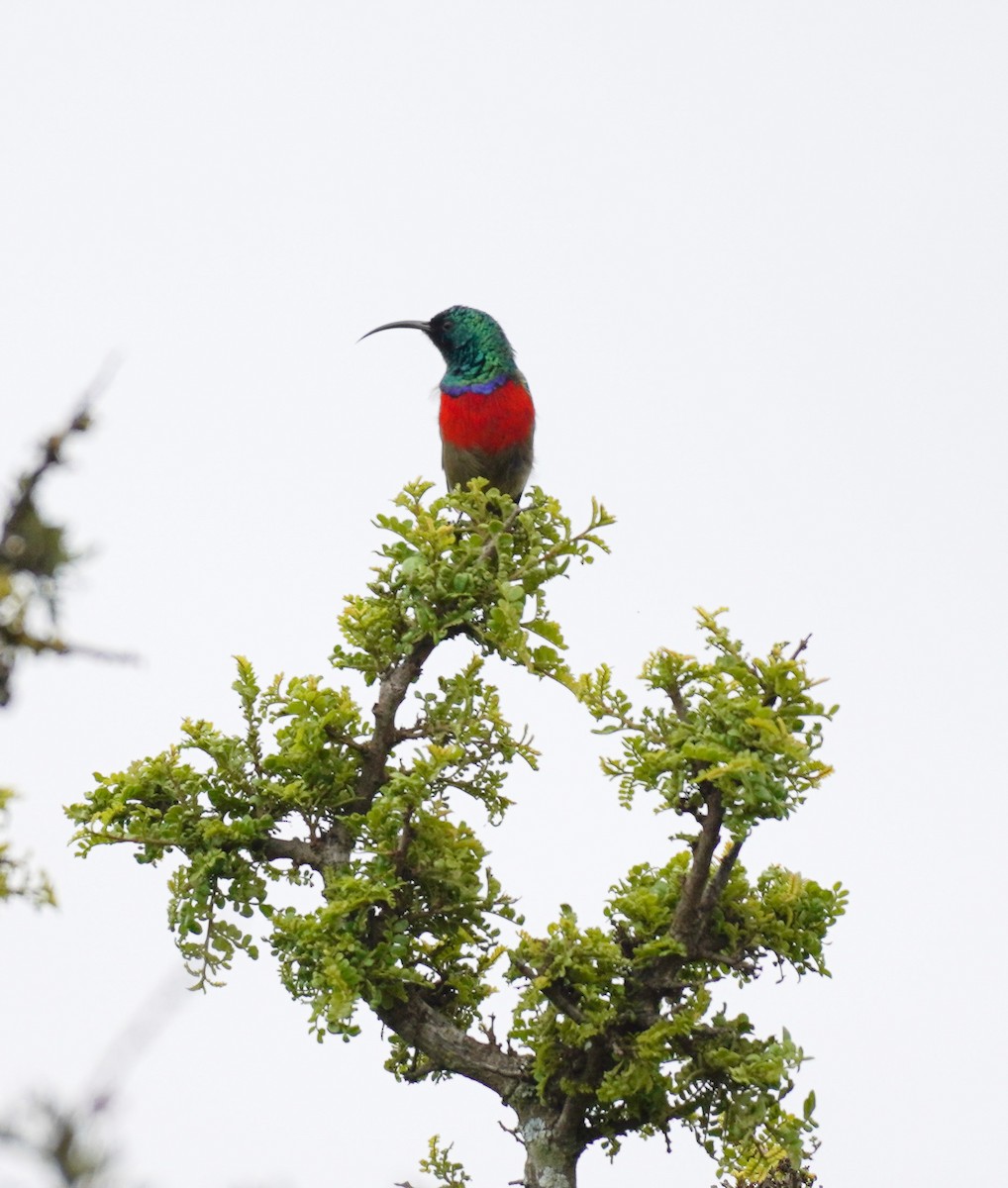 Greater Double-collared Sunbird - Sarah Foote