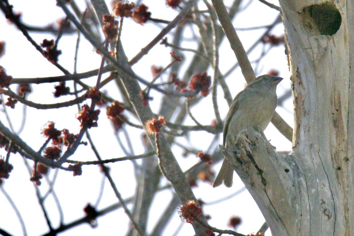 Moineau domestique - ML617264227