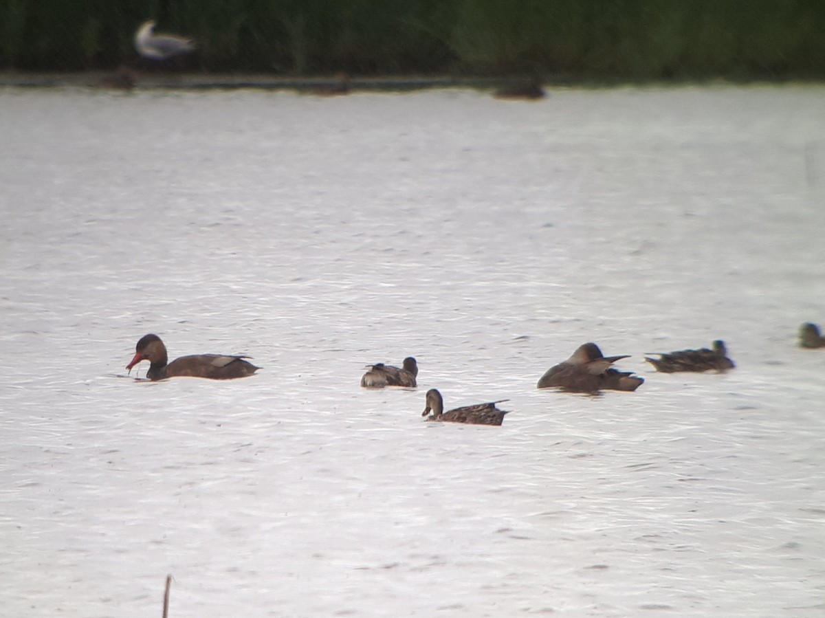 Red-crested Pochard - ML617264287